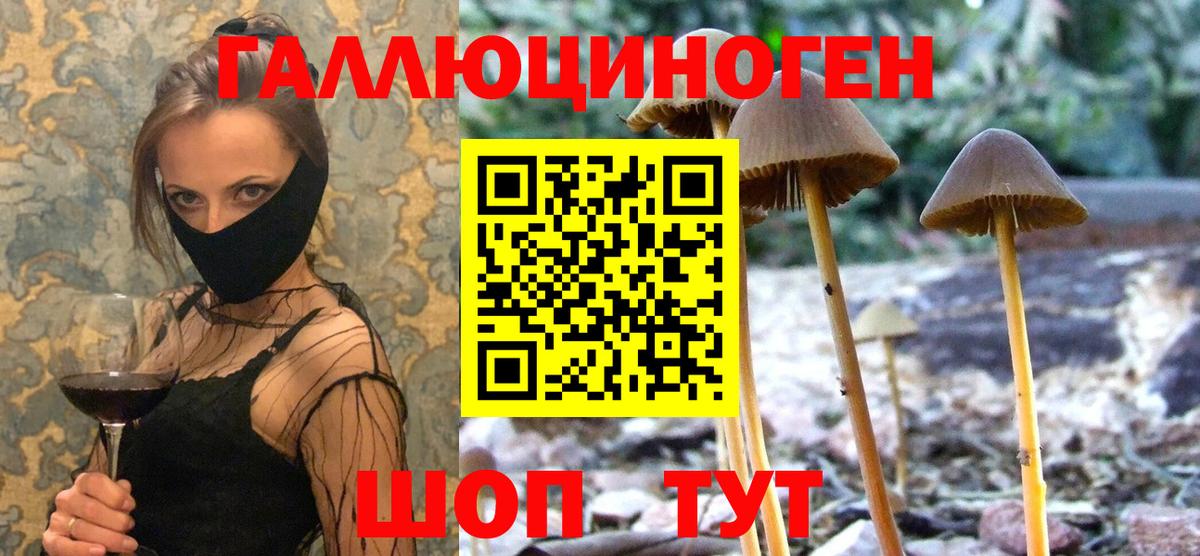 Галлюциногенные грибы Psilocybine cubensis Шебекино